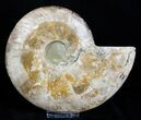 Huge Inch Wide Ammonite Pair #3308-4
